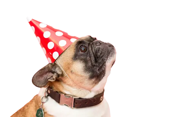 Dog with a party hat look at the treats above his head